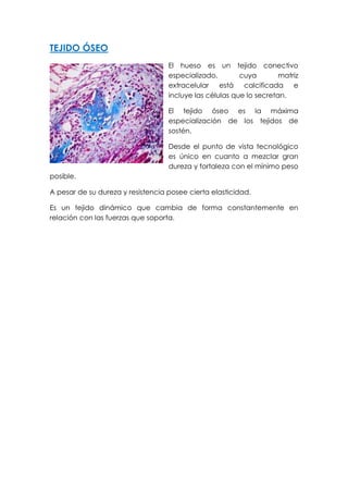 TEJIDO ÓSEO
El hueso es un tejido conectivo
especializado, cuya matriz
extracelular está calcificada e
incluye las células que lo secretan.
El tejido óseo es la máxima
especialización de los tejidos de
sostén.
Desde el punto de vista tecnológico
es único en cuanto a mezclar gran
dureza y fortaleza con el mínimo peso
posible.
A pesar de su dureza y resistencia posee cierta elasticidad.
Es un tejido dinámico que cambia de forma constantemente en
relación con las fuerzas que soporta.
 