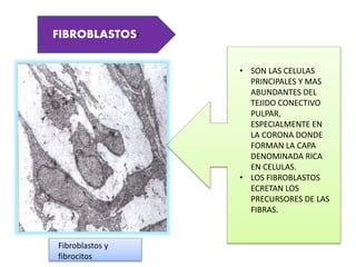 FIBROBLASTOS:
• SON LAS CELULAS
PRINCIPALES Y MAS
ABUNDANTES DEL
TEJIDO CONECTIVO
PULPAR,
ESPECIALMENTE EN
LA CORONA DONDE
FORMAN LA CAPA
DENOMINADA RICA
EN CELULAS.
• LOS FIBROBLASTOS
ECRETAN LOS
PRECURSORES DE LAS
FIBRAS.
Fibroblastos y
fibrocitos
 