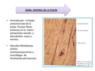ZONA CENTRAL DE LA PULPA
• Formada por : el tejido
conectivo laxo de la
pulpa Escasas fibras
inmersas en la matriz
extracelular amorfa y
abundantes vasos y
nervios .
• Abundan fibroblastos
células
ectomesenquinarias y
macrófagos de
localización perivascular.
 