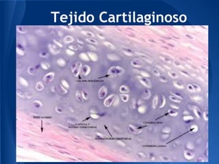 Tejido Cartilaginoso
 