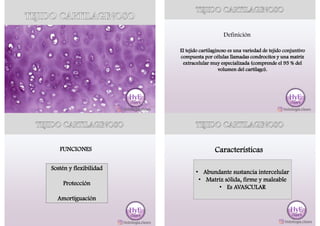 Definición
El tejido cartilaginoso es una variedad de tejido conjuntivo
compuesta por células llamadas condrocitos y una matriz
extracelular muy especializada (comprende el 95 % del
volumen del cartílago).
FUNCIONES
Sostén y flexibilidad
Protección
Amortiguación
Características
• Abundante sustancia intercelular
• Matriz sólida, firme y maleable
• Es AVASCULAR
 