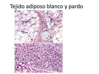 Tejido adiposo blanco y pardo
 