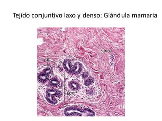 Tejido conjuntivo laxo y denso: Glándula mamaria
 