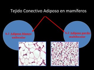 Tejido Conectivo Adiposo en mamíferos b.1  Adiposo blanco : unilocular b.2  Adiposo pardo : multilocular 
