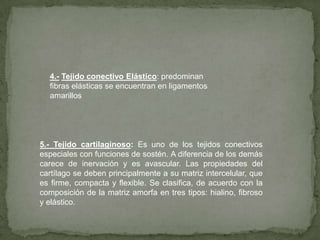 TEJIDOS CONECTIVOS ESPECIALES1.-Tejido adiposo Predominan las células adiposas y fibras reticulares. Se ubica a modo de copa debajo de la piel, función almacenar y metabolizar los lípidos