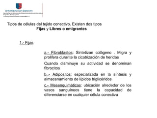 Tipos de células del tejido conectivo. Existen dos tipos
                 Fijas y Libres o emigrantes


       1.- Fijas

                     a.- Fibroblastos: Sintetizan colágeno . Migra y
                     prolifera durante la cicatrización de heridas
                     Cuando disminuye su actividad se denominan
                     fibrocitos
                     b,.- Adipositos: especializada en la síntesis y
                     almacenamiento de lípidos triglicéridos
                     c.- Mesenquimáticas: ubicación alrededor de los
                     vasos sanguíneos tiene la capacidad de
                     diferenciarse en cualquier célula conectiva
 