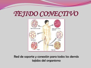TEJIDO CONECTIVO  Red de soporte y conexión para todos los demás tejidos del organismo 