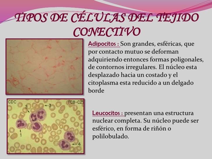 Resultado de imagen para que tipo de celulas conoces
