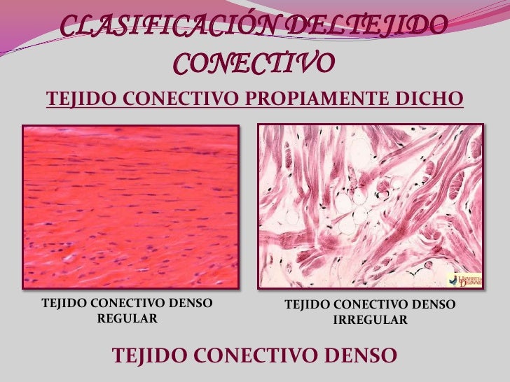 Resultado de imagen para tejido CONECTIVO
