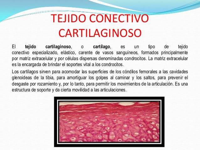 Tejido conectivo