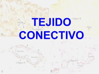 TEJIDO
CONECTIVO

 