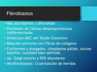 Fibroblastos
• Mas abundantes y difundidas
• Provienen de Células Mesenquimatosas
indiferenciadas
• Sintetizan MEC del Tejido Conectivo
• Relación estrecha con Fibras de colágeno
• Fusiformes y alargados, citoplasma pálido, núcleo
basófilo, nucléolo bien definido
• Ap. Golgi notorio y RER abundante
• Miofibroblastos: Cicatrización de heridas
 