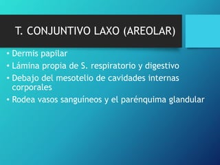 T. CONJUNTIVO LAXO (AREOLAR)
• Dermis papilar
• Lámina propia de S. respiratorio y digestivo
• Debajo del mesotelio de cavidades internas
corporales
• Rodea vasos sanguíneos y el parénquima glandular
 