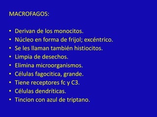 MACROFAGOS:
• Derivan de los monocitos.
• Núcleo en forma de frijol; excéntrico.
• Se les llaman también histiocitos.
• Limpia de desechos.
• Elimina microorganismos.
• Células fagocitica, grande.
• Tiene receptores fc y C3.
• Células dendríticas.
• Tincion con azul de triptano.
 