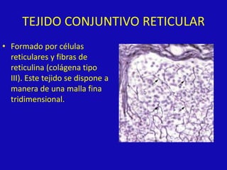 TEJIDO CONJUNTIVO RETICULAR
• Formado por células
reticulares y fibras de
reticulina (colágena tipo
III). Este tejido se dispone a
manera de una malla fina
tridimensional.
 