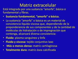 Matriz extracelular
Está integrada por una sustancia “amorfa”, básica o
fundamental y fibras.
• Sustancia fundamental, “amorfa” o básica.
• La sustancia “amorfa” o básica es un material de
consistencia líquida viscosa que, dependiendo de la
preponderancia de sus componentes y de la cantidad de
moléculas de hidratación o de impregnación que
contenga, alcanzará diversa consistencia:
• Fluida: plasma sanguíneo y linfa
• Fluida y viscosa: tejido conjuntivo laxo
• Más o menos densa: matriz cartilaginosa
• Totalmente dura: matriz ósea calcificada
 
