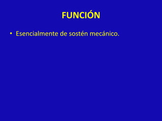 FUNCIÓN
• Esencialmente de sostén mecánico.
 