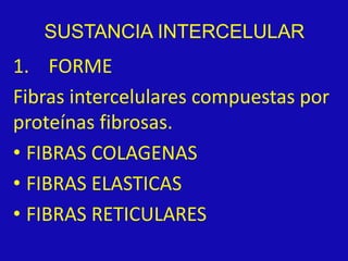 SUSTANCIA INTERCELULAR
1. FORME
Fibras intercelulares compuestas por
proteínas fibrosas.
• FIBRAS COLAGENAS
• FIBRAS ELASTICAS
• FIBRAS RETICULARES
 