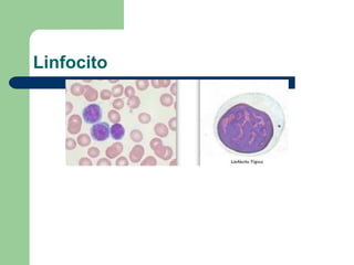 Linfocito
 