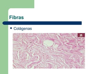 Fibras
 Colágenas
 