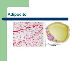 Adipocito
 