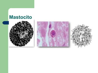 Mastocito
 