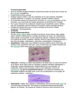 Funciones generales
 Sirve de soporte de tejidos blandos)' proporciona puntos de unión para muchos de
los músculos esqueléticos.
 Proporciona la forma corporal.
 Protege órganos vitales, como los contenidos en la caja craneana (encéfalo),
toráxica (pulmones y corazón) y el conducto raquídeo (médula espinal).
 Es el elemento pasivo de la locomoción al formar un sistema de palancas con los
músculos. que incrementa las fuerzas generadas en la contracción muscular.
 Es un gran reservorio de sustancias inorgánicas principalmente calcio y fósforo,
que son importantes para la contracción muscular)' para la actividad nerviosa.
 Contiene la médula ósea roja, la cual se encarga de formar las "células
sanguíneas" (hematopoyesis).
 a) Células
 Célula osteoprogenitoras.
Son las células madre óseas. Durante la formación de los huesos estas células
sufren división y diferenciación a células formadoras de hueso, los osteoblastos.
Estas células se encuentran en las superficies externas e internas de los huesos,
son capaces de dividir y proliferar, además, tienen la capacidad de diferenciarse a
tres tipos de células: osteoblastos, adipocitos, condroblastos y fibroblastos
 Osteoblasto: Célula joven que sintetiza la porción orgánica de la matriz ósea, Se
localiza en las superficies del hueso, pero a medida que van siendo rodeados por
los materiales de la matriz ósea se convierten en osteocitos.
 Osteocito: Constituye la célula representativa del tejido óseo, la cual se encuentra
en el interior de la matriz ósea en cavidades o lagunas llamadas osteoplastos u
osteoceles; posee prolongaciones citoplasmáticas que se encuentran en
canalículos óseos y que comunican entre si a los osteocitos. Carece de
reproducción, ya que no experimenta mitosis. Los osteocitos mantienen las
actividades celulares del tejido óseo, como son el intercambio con la sangre de
sustancias nutritivas y desechos.
 Osteoclasto: Célula móvil, gigante y multinucleada que se forma por la fusión de
monocitos (tipo de leucocito). Se localiza en pequeñas depresiones llamadas
lagunas de Howshíp. Se encarga de realizar la resorción ósea (remoción de la
 
