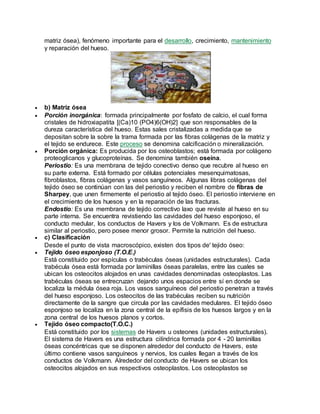 matriz ósea), fenómeno importante para el desarrollo, crecimiento, mantenimiento
y reparación del hueso.
 b) Matriz ósea
 Porción inorgánica: formada principalmente por fosfato de calcio, el cual forma
cristales de hidroxiapatita [(Ca)10 (PO4)6(OH)2] que son responsables de la
dureza característica del hueso. Estas sales cristalizadas a medida que se
depositan sobre la sobre la trama formada por las fibras colágenas de la matriz y
el tejido se endurece. Este proceso se denomina calcificación o mineralización.
 Porción orgánica: Es producida por los osteoblastos; está formada por colágeno
proteoglicanos y glucoproteínas. Se denomina también oseína.
Periostio: Es una membrana de tejido conectivo denso que recubre al hueso en
su parte externa. Está formado por células potenciales mesenquimatosas,
fibroblastos, fibras colágenas y vasos sanguíneos. Algunas libras colágenas del
tejido óseo se continúan con las del periostio y reciben el nombre de fibras de
Sharpey, que unen firmemente el periostio al tejido óseo. El periostio interviene en
el crecimiento de los huesos y en la reparación de las fracturas.
Endostio: Es una membrana de tejido correctivo laxo que reviste al hueso en su
parte interna. Se encuentra revistiendo las cavidades del hueso esponjoso, el
conducto medular, los conductos de Havers y los de Volkmann. Es de estructura
similar al periostio, pero posee menor grosor. Permite la nutrición del hueso.
 c) Clasificación
Desde el punto de vista macroscópico, existen dos tipos de' tejido óseo:
 Tejido óseo esponjoso (T.O.E.)
Está constituido por espículas o trabéculas óseas (unidades estructurales). Cada
trabécula ósea está formada por laminillas óseas paralelas, entre las cuales se
ubican los osteocitos alojados en unas cavidades denominadas osteoplastos. Las
trabéculas óseas se entrecruzan dejando unos espacios entre sí en donde se
localiza la médula ósea roja. Los vasos sanguíneos del periostio penetran a través
del hueso esponjoso. Los osteocitos de las trabéculas reciben su nutrición
directamente de la sangre que circula por las cavidades medulares. El tejido óseo
esponjoso se localiza en la zona central de la epífisis de los huesos largos y en la
zona central de los huesos planos y cortos.
 Tejido óseo compacto(T.O.C.)
Está constituido por los sistemas de Havers u osteones (unidades estructurales).
El sistema de Havers es una estructura cilíndrica formada por 4 - 20 laminillas
óseas concéntricas que se disponen alrededor del conducto de Havers, este
último contiene vasos sanguíneos y nervios, los cuales llegan a través de los
conductos de Volkmann. Alrededor del conducto de Havers se ubican los
osteocitos alojados en sus respectivos osteoplastos. Los osteoplastos se
 