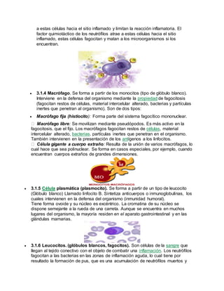a estas células hacia el sitio inflamado y limitan la reacción inflamatoria. El
factor quimiotáctico de los neutrófilos atrae a estas células hacia el sitio
inflamado, estas células fagocitan y matan a los microorganismos si los
encuentran.
 3.1.4 Macrófago. Se forma a partir de los monocitos (tipo de glóbulo blanco).
Interviene en la defensa del organismo mediante la propiedad de fagocitosis
(fagocitan restos de células, material intercelular alterado, bacterias y partículas
inertes que penetran al organismo). Son de dos tipos:
 Macrófago fija (histiocito): Forma parte del sistema fagocítico mononuclear.
Macrófago libre: Se movilizan mediante pseudópodos. Es más activo en la
fagocitosis. que el fijo. Los macrófagos fagocitan restos de células, material
intercelular alterado, bacterias. partículas inertes que penetran en el organismo.
También intervienen en la presentación de los antígenos a los Iinfocitos.
Célula gigante a cuerpo extraño: Resulta de la unión de varios macrófagos, lo
cual hace que sea polinuclear. Se forma en casos especiales, por ejemplo, cuando
encuentran cuerpos extraños de grandes dimensiones.
 3.1.5 Célula pIasmática (plasmocito). Se forma a partir de un tipo de leucocito
(Glóbulo blanco) Llamado linfocito B. Sintetiza anticuerpos o inmunoglobulinas, los
cuales intervienen en la defensa del organismo (inmunidad humoral).
Tiene forma ovoide y su núcleo es excéntrico. La cromatina de su núcleo se
dispone semejante a la rueda de una carreta. Aunque se encuentra en muchos
lugares del organismo, la mayoría residen en el aparato gastrointestinal y en las
glándulas mamarias.
 3.1.6 Leucocitos. (glóbulos blancos, fagocitos). Son células de la sangre que
llegan al tejido conectivo con el objeto de combatir una inflamación. Los neutrófilos
fagocitan a las bacterias en las zonas de inflamación aguda, lo cual tiene por
resultado la formación de pus, que es una acumulación de neutrófilos muertos y
 