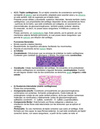  4.2.3. Tejido cartilaginoso. Es un tejido conectivo de consistencia semirrígida
semejante al plástico que se encuentra adaptado para soportar peso y su eficacia,
en este sentido, solo es superada por el tejido óseo.
Presenta pocas células y abundante sustancia intercelular, llamada también matriz
cartilaginosa. Las propiedades del cartílago dependen de las características físico
- químicas de la matriz, que está constituida por colágena, en asociación con
macromoléculas de glucosaminoglicanos; también puede contener elastina.
Es avascular, es decir, no posee vasos sanguíneos ni linfáticos y carece de
inervación.
Posee, asimismo, un metabolismo bajo. Está cubierto, por lo general, por una
membrana externa llamada pericondrio, la cual posee vasos sanguíneos que
permite la nutrición por difusión del cartílago.
Funciones Generales
 Brinda soporte a tejidos blandos.
 Revestimiento de superficie articulares facilitando los movimientos.
 Permite el crecimiento de los huesos largos.
 a) Células
 Condroblasto: Célula joven que se encarga de sintetizar la matriz cartilaginosa.
Contienen gran cantidad de glucógeno y lípidos. Da origen a los condrocitos.
 Condrocito: Célula representativa del cartílago. Se encuentra en la profundidad
del tejido cartilaginoso en cavidades o lagunas llamadas condroplastos. Cuando
en una laguna existen más de dos condrocitos se denomina grupo isógeno o nido
celular.
 b) Sustancia intercelular (matriz cartilaginosa)
Posee dos componentes:
 Componente amorfo: Constituido principalmente por glucosaminoglicanos
combinados con proteínas, formando proteoglicanos. Cada molécula de
proteoglicano consta de una parte central proteico, de la que irradian numerosas
moléculas no ramificadas y relativamente cortas de glucosaminoglicanos
sulfatados (condroitín - 4 - sulfato, condroitín - 6 - sulfato y queratosulfato).
 Componente fibrilar: Está formado por fibras colágenas y elásticas. La
orientación de las fibras está relacionada con las tensiones que se aplican al
cartílago.
Pericondrio. Es una membrana de tejido conectivo que cubre al cartílago. Está
formado por dos capas: la capa fibrosa (externa), la cual está constituida por tejido'
conectivo denso, con vasos sanguíneos, a partir de los cuales se nutre el
 