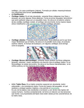 cartílago; y la capa condrógena (interna), Formada por células mesenquimatosas
con capacidad para formar condroblastos.
 c) Clasificación
 Cartílago hialino: Es el más abundante, presenta fibras colágenas muy finas y
escasas, así como algunas fibras elásticas. Forma el primer esqueleto del embrión
que será sustituido luego por un esqueleto óseo. Se ubica en el extremo anterior
de las costillas (cartílago costal), el cartílago del crecimiento de los huesos largos
(disco metafisiarío) y las articulaciones móviles (cartílago articular).
 Cartílago elástico: Presenta predominantemente fibras elásticas por lo que tiene
mayor flexibilidad que el hialino. Se ubica en el pabellón de la oreja, el conducto
auditivo externo, la trompa de Eustaquio y en algunos cartílagos de la laringe
como la epiglotis.
 Cartílago fibroso (fibrocartílago): presenta haces gruesos de fibras colágenas
teniendo, entonces, mayor resistencia a la tracción que el cartílago hialino. En el
fibrocartílago no existe pericondrio. Se ubica en los discos intervertebrales, en la
sínfisis púbica y en los meniscos de la rodilla.
 4.2.4. Tejido Óseo. Es un tejido conectivo especial con abundante matriz
extracelular y de consistencia rígida. Forma los huesos del esqueleto, el cual
sostiene y protege nuestros órganos y nos permite el movimiento.
Es uno de los tejidos más resistentes a la tensión y uno de los más rígidos del
cuerpo humano. Cambia constantemente de forma en relación con las tensiones
que recibe. Las propiedades del tejido óseo están dadas por las características de
la matriz ósea.
 