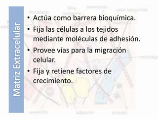 • Actúa como barrera bioquímica.
• Fija las células a los tejidos
mediante moléculas de adhesión.
• Provee vías para la migración
celular.
• Fija y retiene factores de
crecimiento.
 