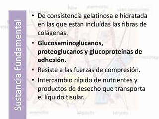• De consistencia gelatinosa e hidratada
en las que están incluídas las fibras de
colágenas.
• Glucosaminoglucanos,
proteoglucanos y glucoproteínas de
adhesión.
• Resiste a las fuerzas de compresión.
• Intercambio rápido de nutrientes y
productos de desecho que transporta
el líquido tisular.
 