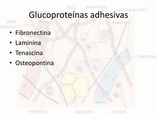 Glucoproteínas adhesivas
• Fibronectina
• Laminina
• Tenascina
• Osteopontina
 