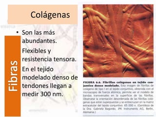 Colágenas
• Son las más
abundantes.
• Flexibles y
resistencia tensora.
• En el tejido
modelado denso de
tendones llegan a
medir 300 nm.
 