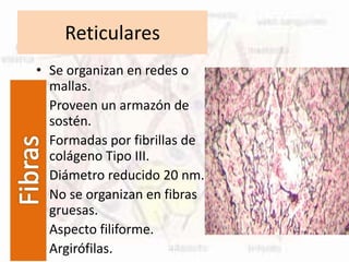 Reticulares
• Se organizan en redes o
mallas.
• Proveen un armazón de
sostén.
• Formadas por fibrillas de
colágeno Tipo III.
• Diámetro reducido 20 nm.
• No se organizan en fibras
gruesas.
• Aspecto filiforme.
• Argirófilas.
 