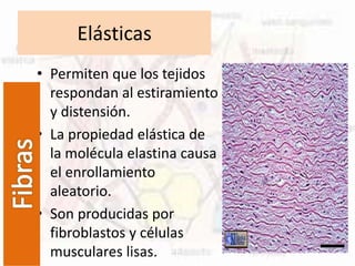 Elásticas
• Permiten que los tejidos
respondan al estiramiento
y distensión.
• La propiedad elástica de
la molécula elastina causa
el enrollamiento
aleatorio.
• Son producidas por
fibroblastos y células
musculares lisas.
 