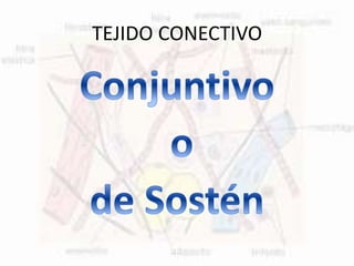 TEJIDO CONECTIVO
 