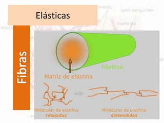 Elásticas
 