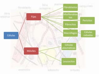 Células
Fijas
Fibroblastos
Miofibroblas
tos
Fibrocitos
Macrófagos
Pericitos
Células
cebadas
Móviles
Células
plasmáticas
Leucocitos
 