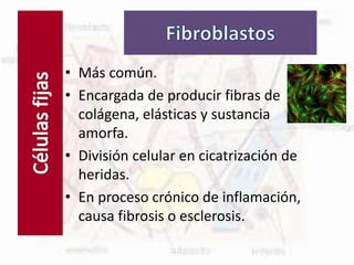 Células fijas
• Más común.
• Encargada de producir fibras de
colágena, elásticas y sustancia
amorfa.
• División celular en cicatrización de
heridas.
• En proceso crónico de inflamación,
causa fibrosis o esclerosis.
 