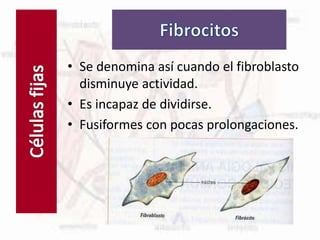 Células fijas
• Se denomina así cuando el fibroblasto
disminuye actividad.
• Es incapaz de dividirse.
• Fusiformes con pocas prolongaciones.
 