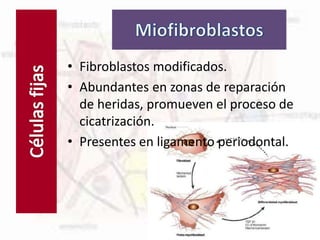 Células fijas
• Fibroblastos modificados.
• Abundantes en zonas de reparación
de heridas, promueven el proceso de
cicatrización.
• Presentes en ligamento periodontal.
 