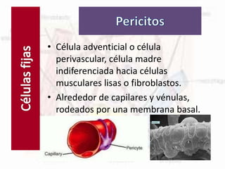 Células fijas
• Célula adventicial o célula
perivascular, célula madre
indiferenciada hacia células
musculares lisas o fibroblastos.
• Alrededor de capilares y vénulas,
rodeados por una membrana basal.
 