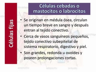 Células fijas
• Se originan en médula ósea, circulan
un tiempo breve en sangre y después
entran al tejido conectivo.
• Cerca de vasos sanguíneos pequeños,
tejido conectivo subepitelial de
sistema respiratorio, digestivo y piel.
• Son grandes, redonda u ovoides y
poseen prolongaciones cortas.
 