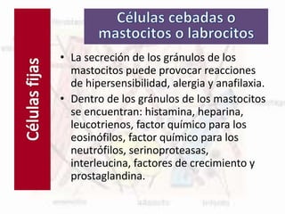 Células fijas
• La secreción de los gránulos de los
mastocitos puede provocar reacciones
de hipersensibilidad, alergia y anafilaxia.
• Dentro de los gránulos de los mastocitos
se encuentran: histamina, heparina,
leucotrienos, factor químico para los
eosinófilos, factor químico para los
neutrófilos, serinoproteasas,
interleucina, factores de crecimiento y
prostaglandina.
 