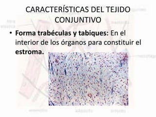 CARACTERÍSTICAS DEL TEJIDO
CONJUNTIVO
• Forma trabéculas y tabiques: En el
interior de los órganos para constituir el
estroma.
 