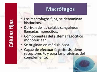Células fijas
• Los macrófagos fijos, se denominan
histiocitos.
• Derivan de las células sanguíneas
llamadas monocitos.
• Componentes del sistema fagocítico
mononuclear.
• Se originan en médula ósea.
• Capaz de efectuar fagocitosis, tiene
receptores Fc y para las proteínas del
complemento.
 