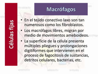 Células fijas
• En el tejido conectivo laxo son tan
numerosos como los fibroblastos.
• Los macrófagos libres, migran por
medio de movimientos ameboideos.
• La superficie de la célula presenta
múltiples pliegues y prolongaciones
digitiformes que intervienen en el
proceso de fagocitosis de sustancias,
detritos celulares, bacterias, etc.
 