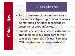 Células fijas
• Participa en reacciones inmunitarias al
concentrar antígenos proteicos celulares
de materiales extraños fagocitados y
presentarlos a los linfocitos.
• Cuando encuentran cuerpos extraños de
gran tamaño se fusionan para formar
células de hasta 100 núcleos, llamadas
“Células gigantes de cuerpo extraño¨.
 